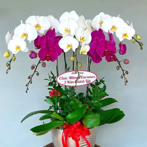 Chậu Lan Hồ Điệp - 039