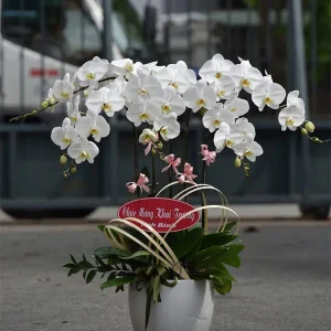 Chậu Lan Hồ Điệp - 041