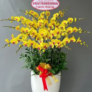 Chậu Lan Hồ Điệp - 042