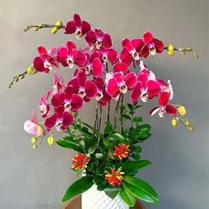 Chậu Lan Hồ Điệp - 045