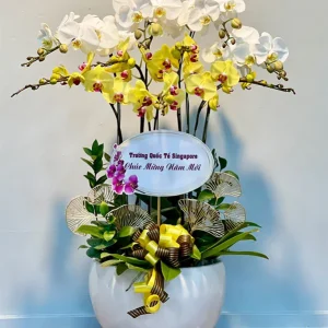 Chậu Lan Hồ Điệp 047 - Phú Quý