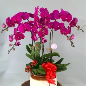 Chậu Lan Hồ Điệp - 049