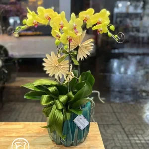 Chậu Lan Hồ Điệp - May Mắn