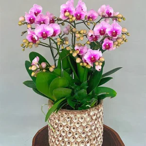 Chậu Lan Hồ Điệp Mini - 038