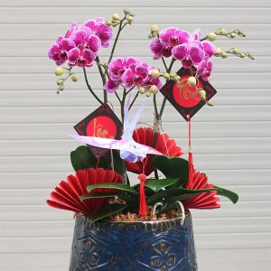 Chậu Lan Hồ Điệp - 043