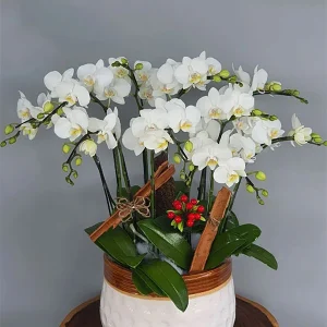 Chậu Lan Hồ Điệp - 044