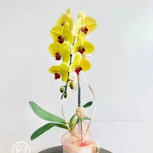 Chậu Lan Hồ Điệp Sức Khỏe