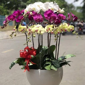 Chậu Lan Hồ Điệp - Sung Túc